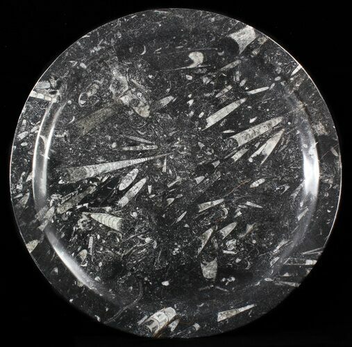 Fossil Orthoceras & Goniatite Plate - Stoneware #40426
